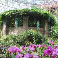 1年を通して熱帯・亜熱帯植物が楽しめるトロピカルドーム温室