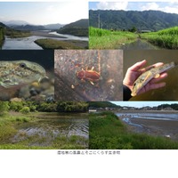 湿地帯の風景とそこに暮らす生き物（左からアリアケスジシマドジョウ、カエンツヤドロムシ、カマツカ）