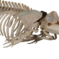 「ツチクジラ 全身骨格」国立科学博物館蔵
