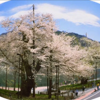 移植された2本の桜は「荘川桜」として親しまれ、J-POWERの理念である「地域との共生」のシンボルとなっている