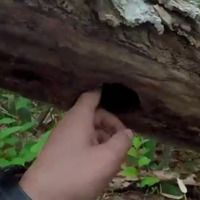 キツツキの穴。さまざまな生き物たちが森にいる