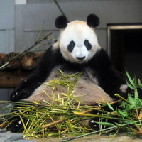 上野動物園のジャイアントパンダ「シンシン」