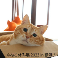 「ねこ休み展 2023 in 横浜」2月10日～11日、開催！可愛さたっぷりの写真展や、本イベントでしか買えないグッズも