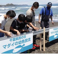 千葉県の魚「マダイ」の放流