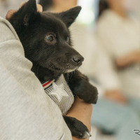 「いつも一緒にいたい」大切な存在である愛犬