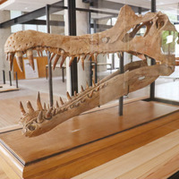 理科の教材や専門家の研究資料として活用されている「恐竜・化石ギャラリー」