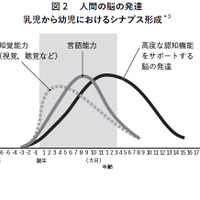 図2　人間の脳の発達乳児から幼児におけるシナプス形