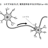 図3　シナプスを介して、電気信号をやりとりするニューロン