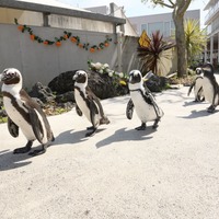 ケープペンギンのパレード