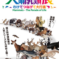 【夏休み2024】福岡市博物館「大哺乳類展」7-8月