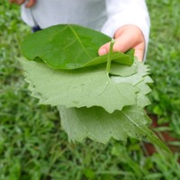 使用する葉っぱなど