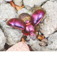 うんこを食べる生きた宝石オオセンチコガネ