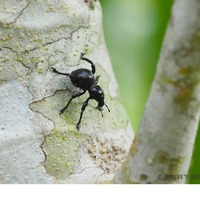 つるつるの壁を歩く日本一硬いムシ　クロカタゾウムシ