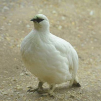 特別天然記念物　ライチョウ