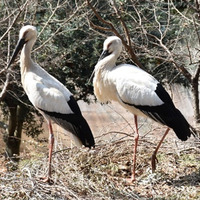 特別天然記念物　コウノトリ（ニホンコウノトリ）