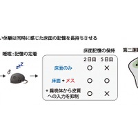 楽しい体験とともに感じた床面の記憶を強化する神経メカニズム