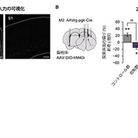 M2に入力する扁桃体神経細胞の抑制によるメス記憶と床面記憶の強化の阻害