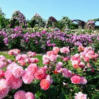 万博記念公園「春のローズフェスタ」5/10-6/8