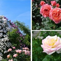 万博記念公園 春のローズフェスタ（イメージ）