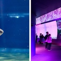 サメの種類日本一、大洗水族館で特別バックヤードツアー6/22