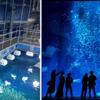 大洗水族館（イメージ）