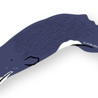 マッコウクジラステッカーをプレゼント