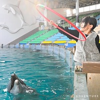 Play with Dolphin