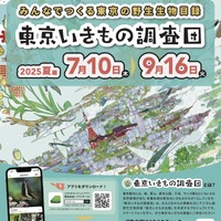 東京いきもの調査団 2025夏編 チラシ
