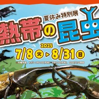 【夏休み2025】世界最大級のカブトムシに会える…板橋の植物館で特別展