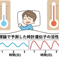 京大・理研、体内時計の新たな仕組みを解明