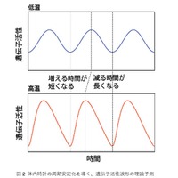 体内時計の周期安定化を導く、遺伝子活性波形の理論予測