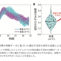 実際の実験データに基づいた遺伝子活性の波形の温度による違い