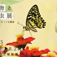 企画展「植物と昆虫展」