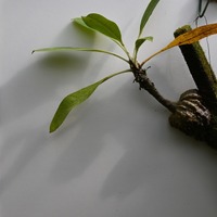 アリ植物の一種・ミルメコディア　ツベロサ