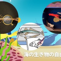 海の生き物の自由研究