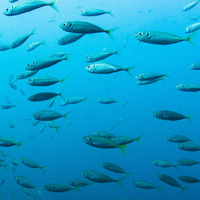 【観察】海の生き物を観察しよう