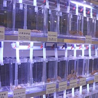 身近な海の生きもの研究所