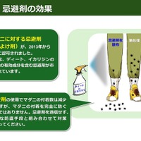 忌避剤の効果