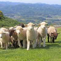 マザー牧場「秋のこども写生大会」
