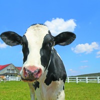 茨城・埼玉県民デー「マザー牧場、子供入場無料など」11/8-16