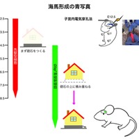 海馬形成の青写真