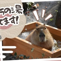 カピバラの湯