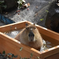 カピバラの湯