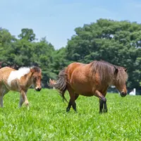 ミニチュアホース（イメージ）