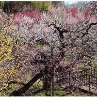 東京都「神代植物公園」梅・椿・桜 開花にあわせた催し、2/10から