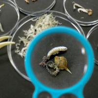 あつめよう！海の小さなモンスター