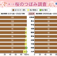 桜のつぼみ調査