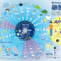 「一家に1枚　生きものすべては細胞から」