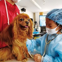 小学生対象「獣医さん体験スクール」愛知4/11-12