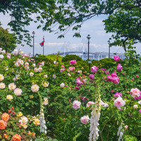 【GW2026】バラ1,900株が見頃…横浜ローズウィーク5/2から